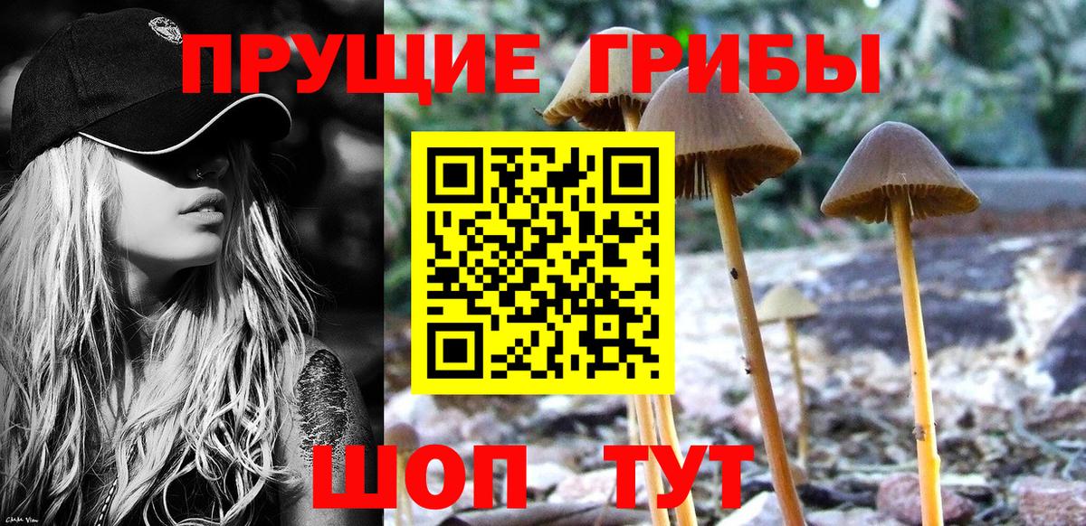 Анжеро-Судженск  Псилоцибиновые грибы прущие грибы  Вход с VPN 